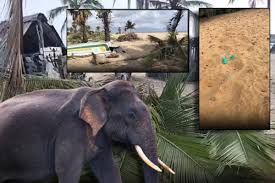 வடமராட்சி கிழக்கில் யானைகள் அட்டகாசம்: "திட்டமிட்டு கொண்டுவரப்பட்டதா?" - பாதிக்கப்பட்ட விவசாயி ஆதங்கம்!